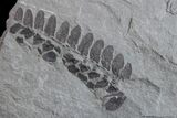 Pennsylvanian Fossil Fern (Neuropteris) Plate - Kentucky #154727-1